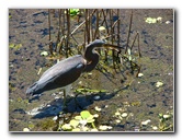 Green-Cay-Wetlands-Boynton-Beach-FL-106