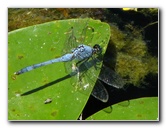 Green-Cay-Wetlands-Boynton-Beach-FL-107