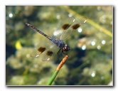 Green-Cay-Wetlands-Boynton-Beach-FL-108