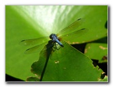 Green-Cay-Wetlands-Boynton-Beach-FL-109