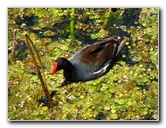 Green-Cay-Wetlands-Boynton-Beach-FL-113