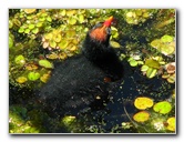 Green-Cay-Wetlands-Boynton-Beach-FL-114