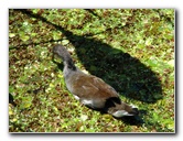 Green-Cay-Wetlands-Boynton-Beach-FL-115
