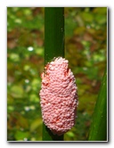Green-Cay-Wetlands-Boynton-Beach-FL-116