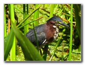 Green-Cay-Wetlands-Boynton-Beach-FL-117