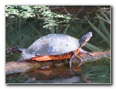 Green-Cay-Wetlands-Boynton-Beach-FL-120