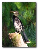 Green-Cay-Wetlands-Boynton-Beach-FL-121