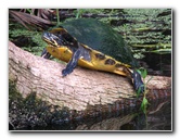 Green-Cay-Wetlands-Boynton-Beach-FL-122