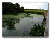 Green-Cay-Wetlands-Boynton-Beach-FL-123