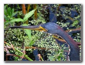 Green-Cay-Wetlands-Boynton-Beach-FL-126