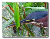 Green-Cay-Wetlands-Boynton-Beach-FL-128
