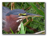 Green-Cay-Wetlands-Boynton-Beach-FL-129