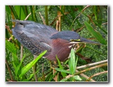 Green-Cay-Wetlands-Boynton-Beach-FL-130