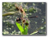 Green-Cay-Wetlands-Boynton-Beach-FL-131