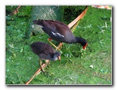 Green-Cay-Wetlands-Boynton-Beach-FL-133