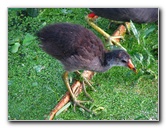 Green-Cay-Wetlands-Boynton-Beach-FL-134
