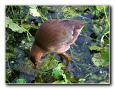 Green-Cay-Wetlands-Boynton-Beach-FL-136