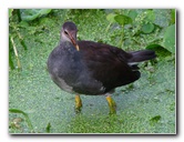 Green-Cay-Wetlands-Boynton-Beach-FL-137