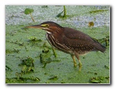 Green-Cay-Wetlands-Boynton-Beach-FL-138