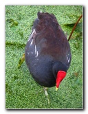 Green-Cay-Wetlands-Boynton-Beach-FL-139