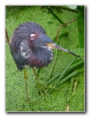 Green-Cay-Wetlands-Boynton-Beach-FL-140