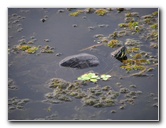 Green-Cay-Wetlands-Boynton-Beach-FL-142