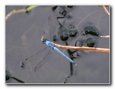 Green-Cay-Wetlands-Boynton-Beach-FL-144