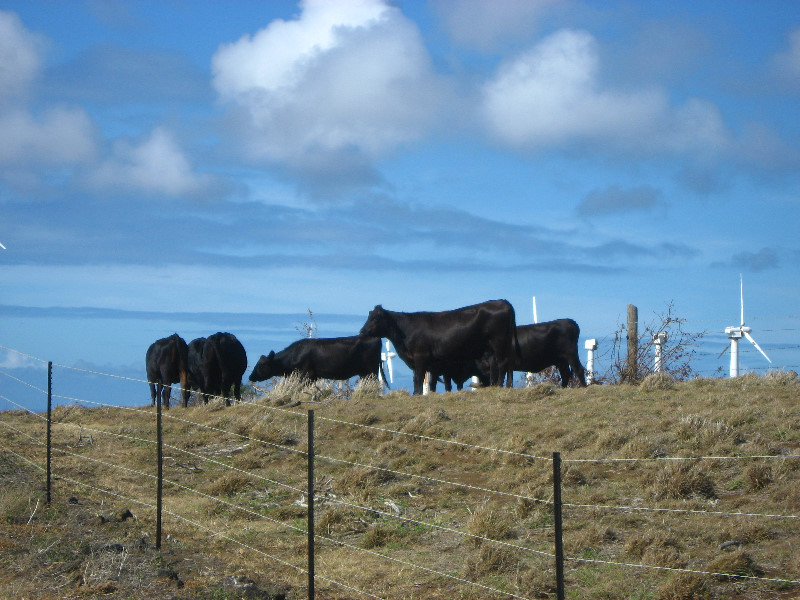 Green-Sand-Beach-South-Point-Big-Island-Hawaii-004