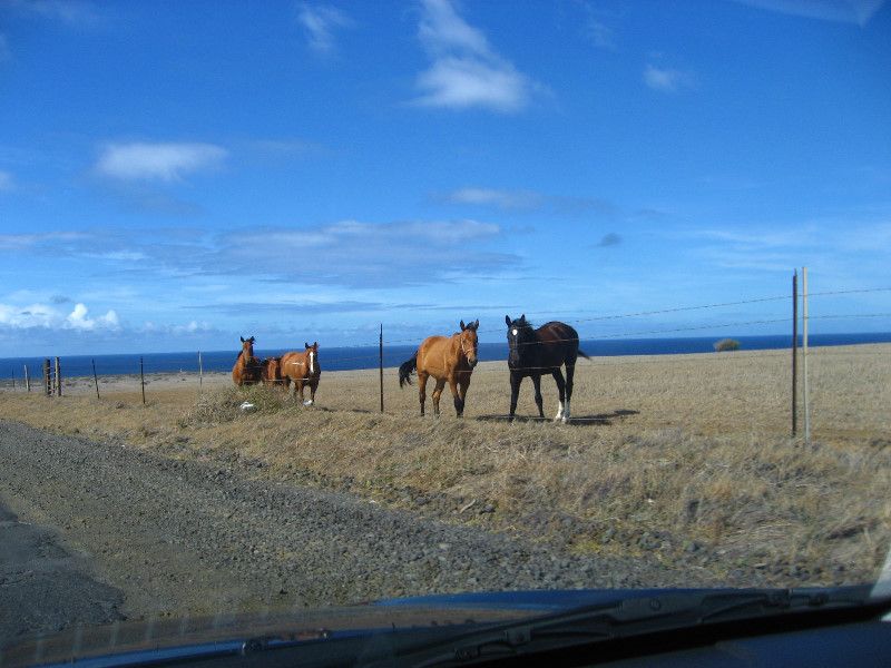 Green-Sand-Beach-South-Point-Big-Island-Hawaii-008