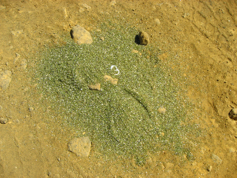 Green-Sand-Beach-South-Point-Big-Island-Hawaii-019