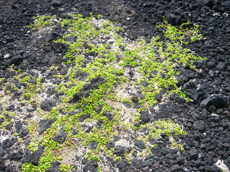 Green-Sand-Beach-South-Point-Big-Island-Hawaii-031