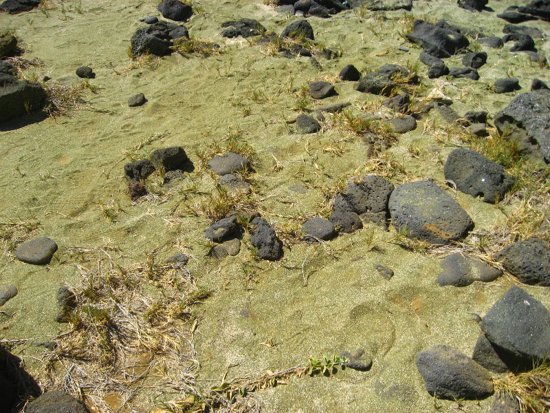 Green-Sand-Beach-South-Point-Big-Island-Hawaii-081