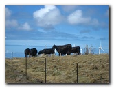 Green-Sand-Beach-South-Point-Big-Island-Hawaii-004