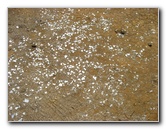 Green-Sand-Beach-South-Point-Big-Island-Hawaii-012