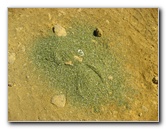 Green-Sand-Beach-South-Point-Big-Island-Hawaii-019