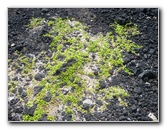 Green-Sand-Beach-South-Point-Big-Island-Hawaii-031