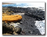 Green-Sand-Beach-South-Point-Big-Island-Hawaii-064