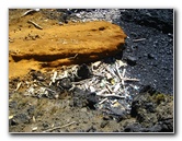 Green-Sand-Beach-South-Point-Big-Island-Hawaii-067