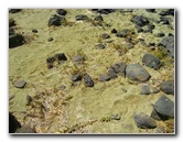 Green-Sand-Beach-South-Point-Big-Island-Hawaii-081