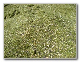 Green-Sand-Beach-South-Point-Big-Island-Hawaii-083