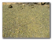 Green-Sand-Beach-South-Point-Big-Island-Hawaii-116