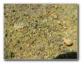 Green-Sand-Beach-South-Point-Big-Island-Hawaii-117