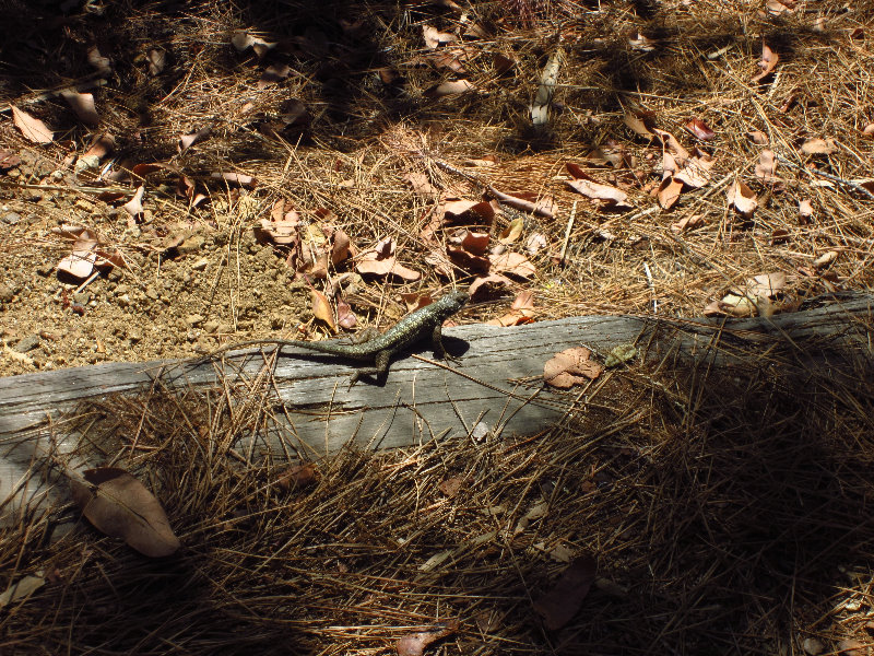 Griffith-Observatory-Los-Angeles-CA-022