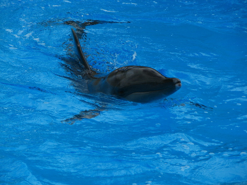 Gulf-World-Marine-Park-Panama-City-Beach-FL-071