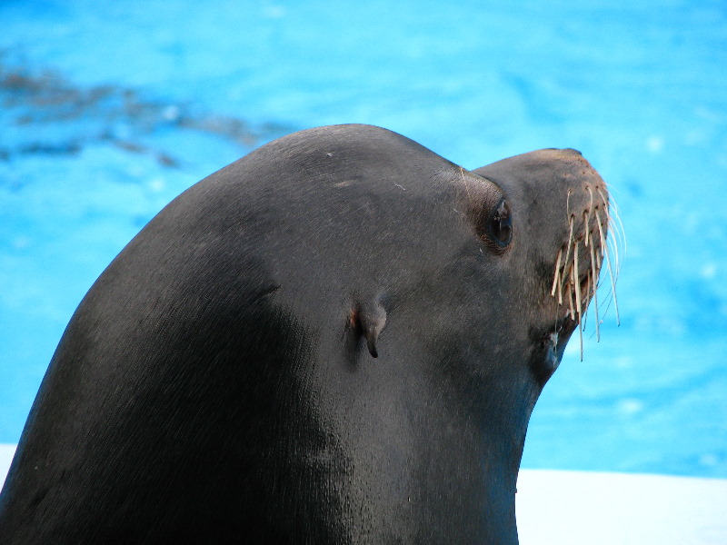 Gulf-World-Marine-Park-Panama-City-Beach-FL-072