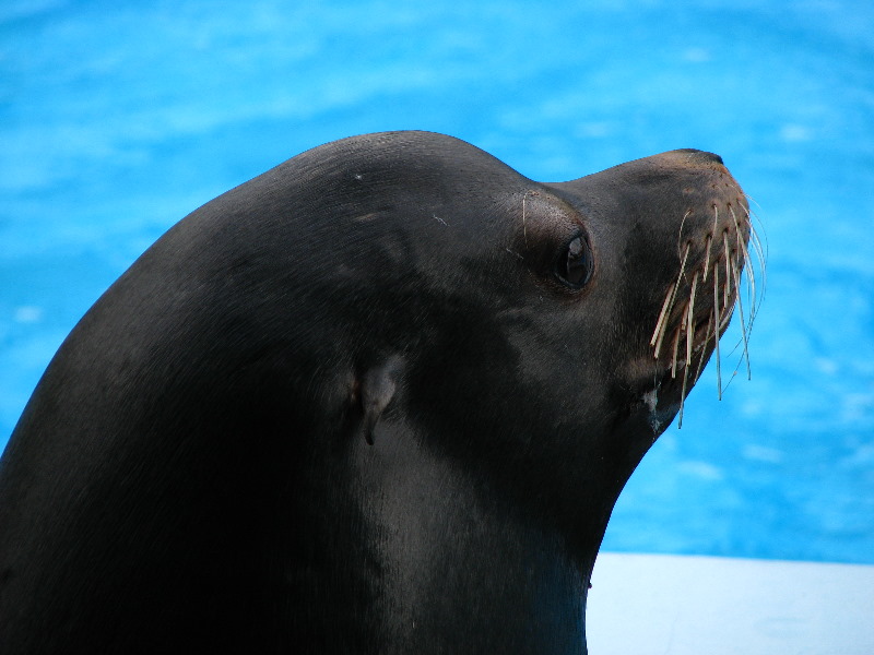 Gulf-World-Marine-Park-Panama-City-Beach-FL-073