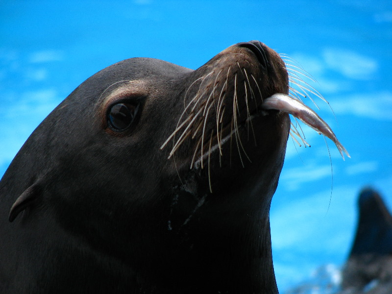 Gulf-World-Marine-Park-Panama-City-Beach-FL-079