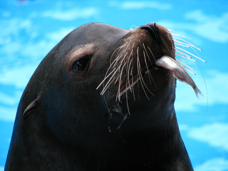 Gulf-World-Marine-Park-Panama-City-Beach-FL-080