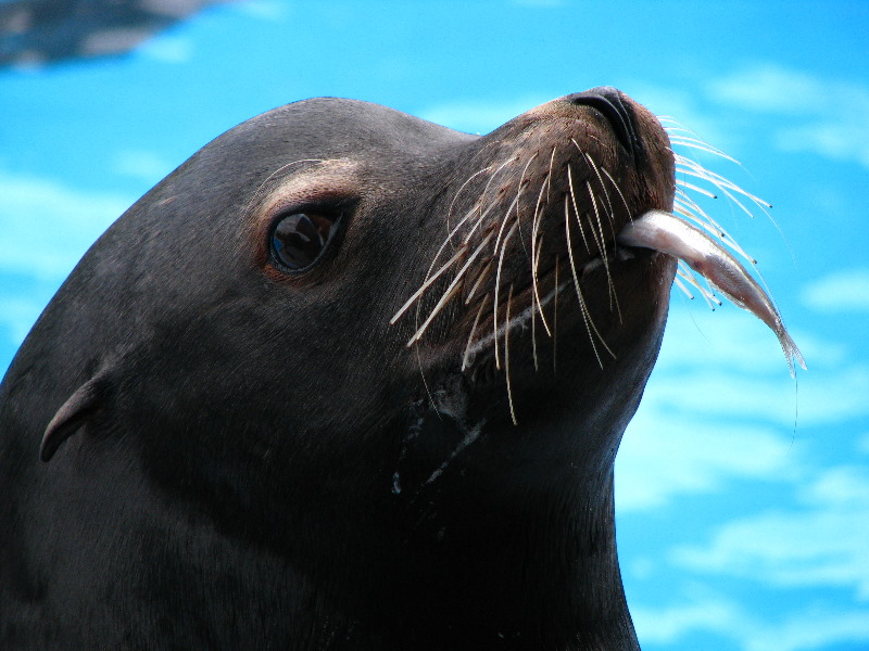 Gulf-World-Marine-Park-Panama-City-Beach-FL-081