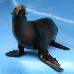 Gulf World Marine Park - Panama City Beach, FL